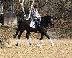 dressage horse Black Swan 2 (Westphalian, 2010, from Dream On)