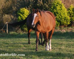 broodmare Jifrane de Chalusse (Selle Français, 1997, from Papillon Rouge)