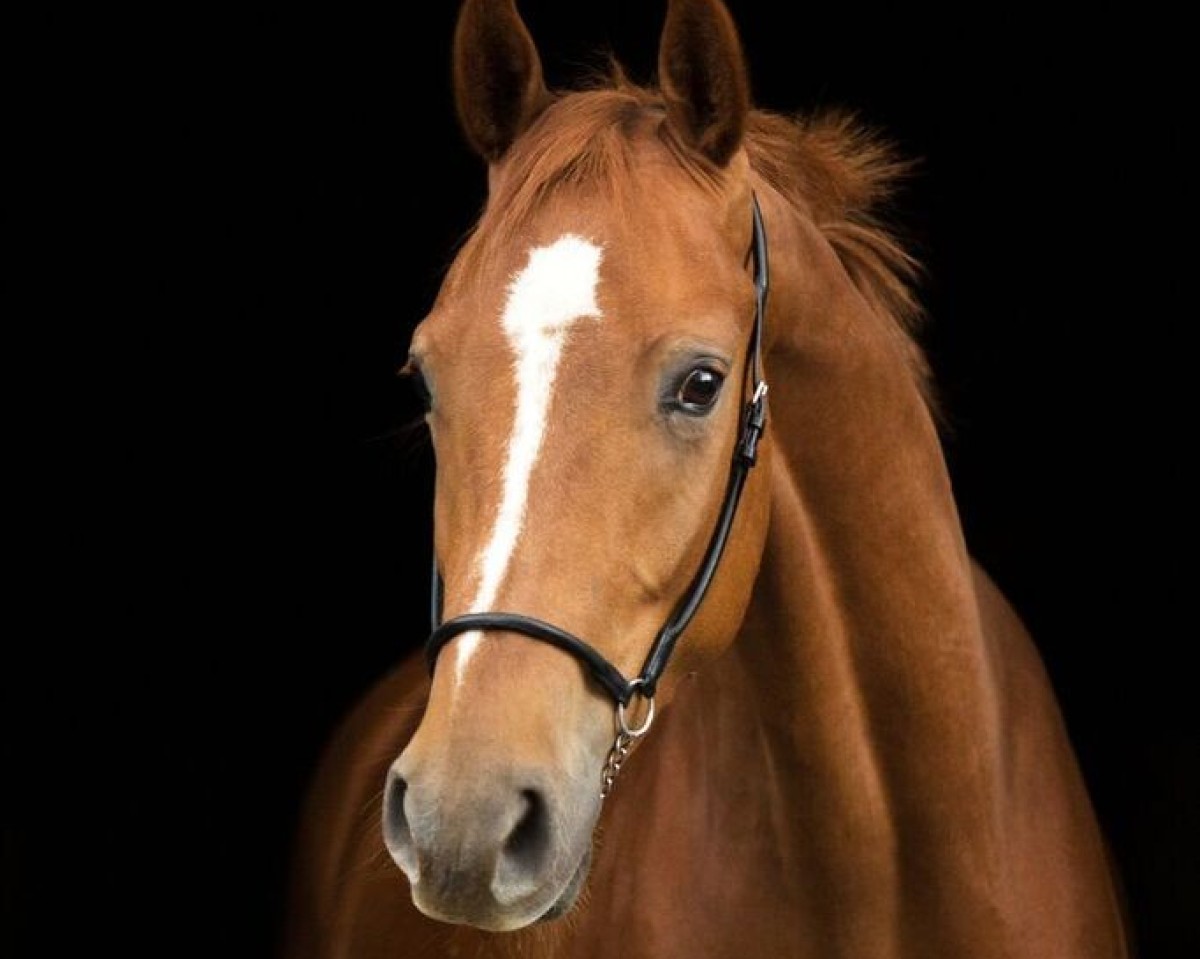 dressage horse Fargo (Westphalian, 2013, from Fleury)