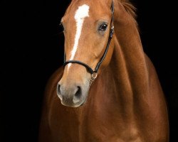 dressage horse Fargo (Westphalian, 2013, from Fleury)