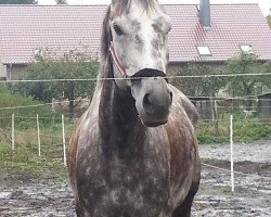 dressage horse Casanova 489 (German Sport Horse, 2009, from Cappo)