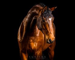 dressage horse Harry Houdini 2 (Hannoveraner, 2008, from Hochadel)