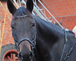 dressage horse Calista-Kay (Trakehner, 2007, from King Arthur TSF)