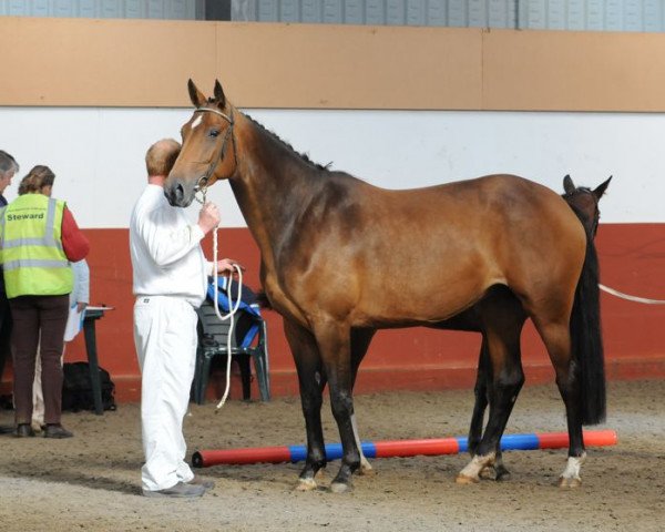 broodmare Willisa-rosa (KWPN (Royal Dutch Sporthorse), 2003, from Emilion)