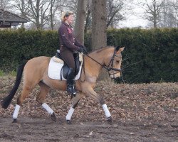 dressage horse Doolies Diddel (Hanoverian,  , from Dragostea Din Tei)