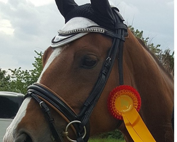 dressage horse Sir Kiss ST (Oldenburg, 2011, from Sir Donnerhall I)