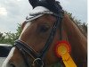 dressage horse Sir Kiss ST (Oldenburg, 2011, from Sir Donnerhall I)