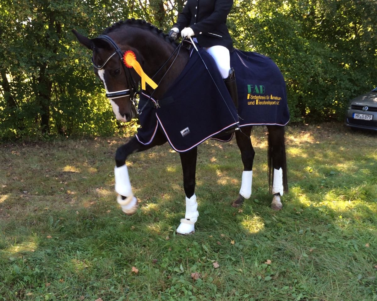dressage horse Starlet - Ra (Hanoverian, 2008, from Sir Donnerhall I)