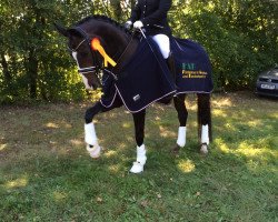 dressage horse Starlet - Ra (Hanoverian, 2008, from Sir Donnerhall I)