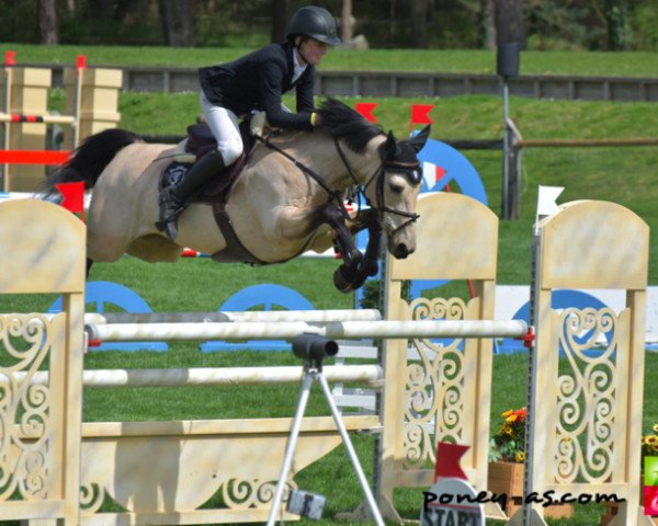 jumper Shirsheen Cruiser (Irish Sport Horse, 2009)