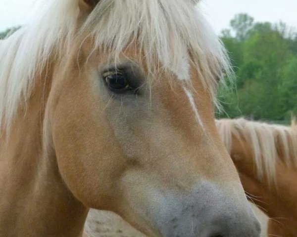 broodmare Miss Marple (Haflinger, 2003, from Alpruf (0,39% ox))