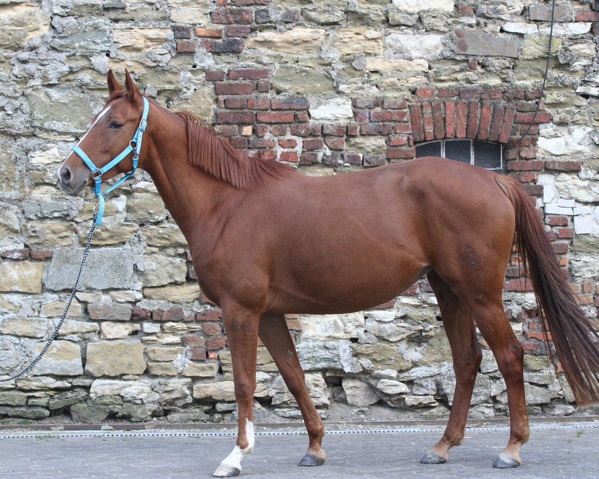 Springpferd Clementine M (Westfale, 2011, von Captain Chancy)