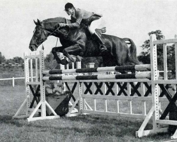 stallion Ulin (Selle Français, 1964, from Herquemoulin)