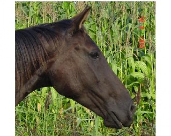 broodmare Karite (KWPN (Royal Dutch Sporthorse), 1992, from Grannus)