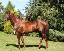 stallion Gayall (polish noble half-breed, 2001, from Luron)