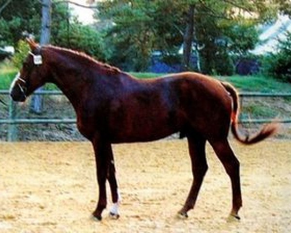 stallion Vaillant de Brecey (Selle Français, 1987, from Le Tôt de Semilly)
