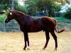 stallion Vaillant de Brecey (Selle Français, 1987, from Le Tot de Semilly)