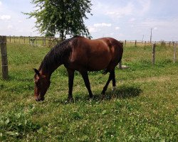 broodmare Kaline de l'Othain (Selle Français, 1998, from Heartbreaker)