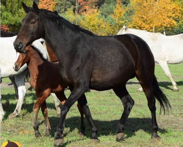 horse Luna L (Polish Warmblood, 2006)