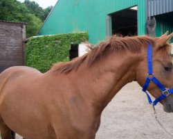 dressage horse Dancing On Fire 3 (German Riding Pony, 2015, from FS Don't Worry)