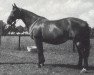 broodmare Zottie (KWPN (Royal Dutch Sporthorse), 1966, from Marco Polo)