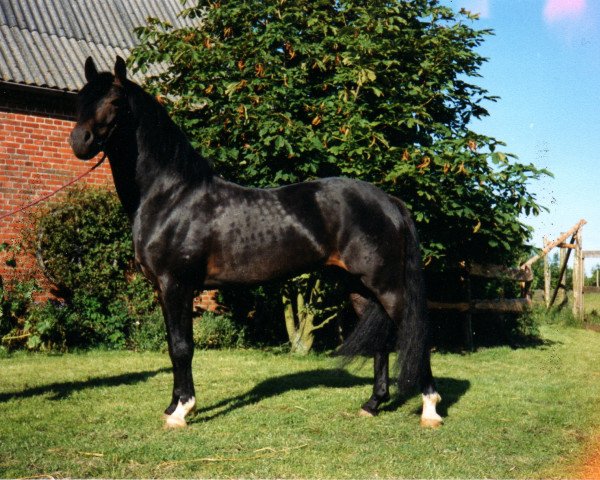 stallion Marlino (New Forest Pony, 1987, from Maritim I)
