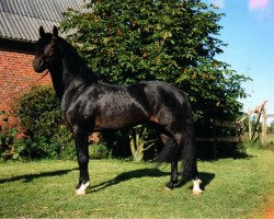 Deckhengst Marlino (New-Forest-Pony, 1987, von Maritim I)