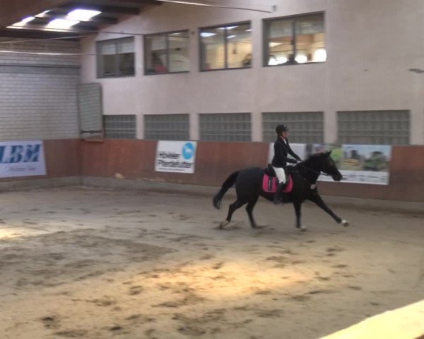Reitturnier Leverkusen-Rheindorf 2019