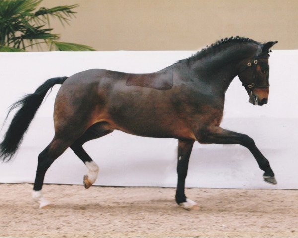 Deckhengst Major (New-Forest-Pony, 1997, von Marlino)