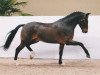 stallion Major (New Forest Pony, 1997, from Marlino)