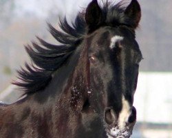 broodmare Saphira (Austrian Warmblood,  , from Certus)