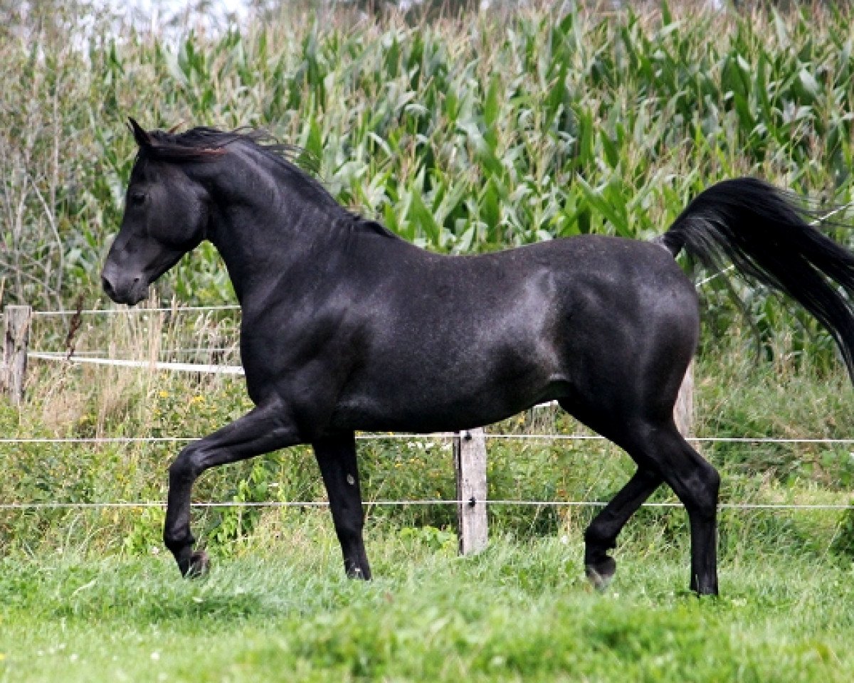 stallion Hashim Ibn Sharaf ox (Arabian purebred, 2004, from GR Sharaf EAO)