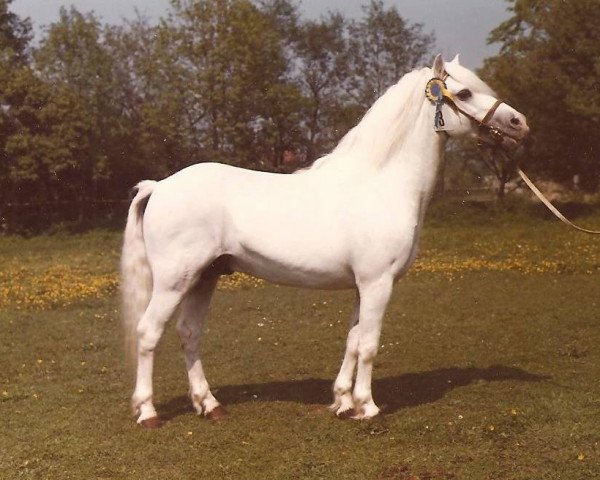 Deckhengst Ankerwycke Chief (Welsh Mountain Pony (Sek.A), 1958, von Clan Dubail)