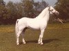 stallion Ankerwycke Chief (Welsh mountain pony (SEK.A), 1958, from Clan Dubail)