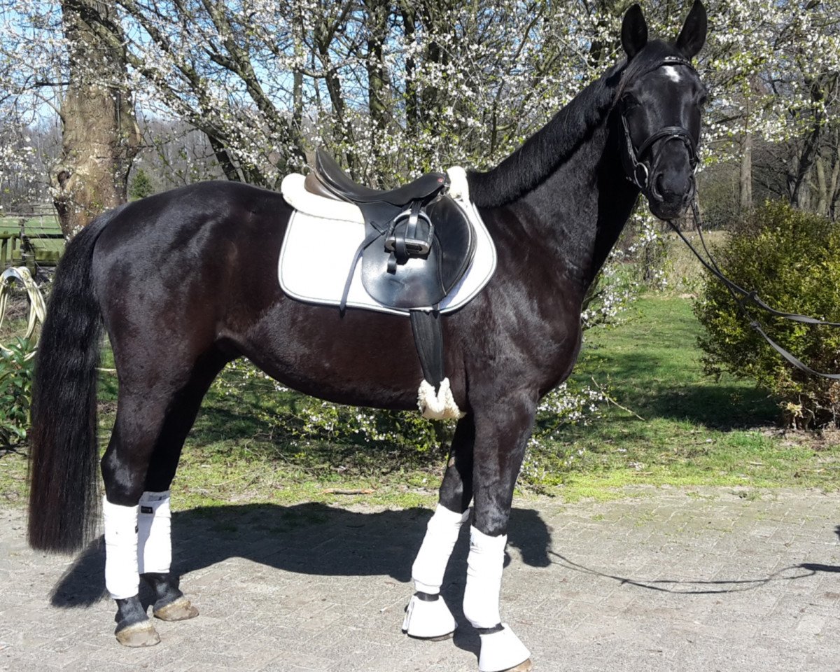 dressage horse Dancier's Dark Dancer (Hanoverian, 2011, from Dancier)