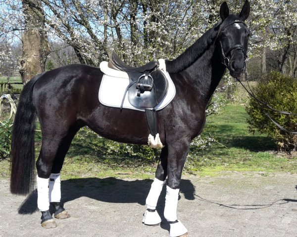 dressage horse Dancier's Dark Dancer (Hanoverian, 2011, from Dancier)