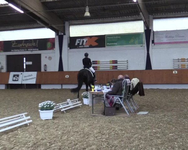 Reitturnier Bottrop 2019
