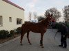 broodmare Darilee (Hanoverian, 2012, from Danone 4)