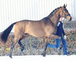 dressage horse HP Escalibur (Oldenburg, 2014, from Escolar)