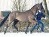 dressage horse D'jourou (Oldenburg, 2014, from Dressage Royal)