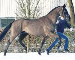 dressage horse D'jourou (Oldenburg, 2014, from Dressage Royal)