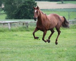 horse Simply Sharp XX (Thoroughbred, 1998, from College Chapel xx)