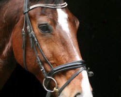 dressage horse Carpe Diem 40 (Westphalian, 2001, from Casparino)