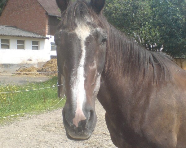 broodmare Doretta (Hanoverian, 1977, from Don Carlos 4088)