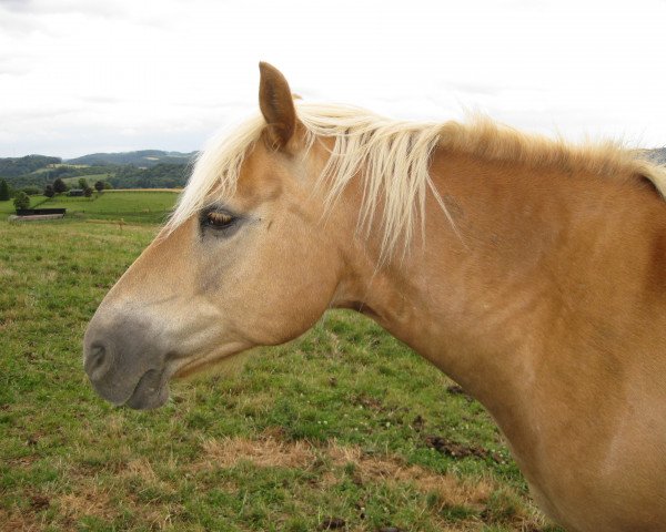 horse Samson (Haflinger, 1992, from Stratege)