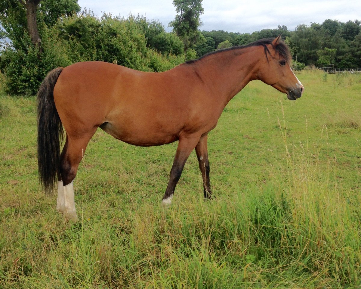 broodmare Sambucca-Bailey's (German Riding Pony,  , from Golden Dasher)