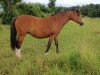 broodmare Sambucca-Bailey's (German Riding Pony,  , from Golden Dasher)