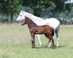 broodmare Lucia II (Holsteiner, 1996, from Carthago)