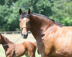 broodmare Philippa (Holsteiner, 2000, from Cassini I)