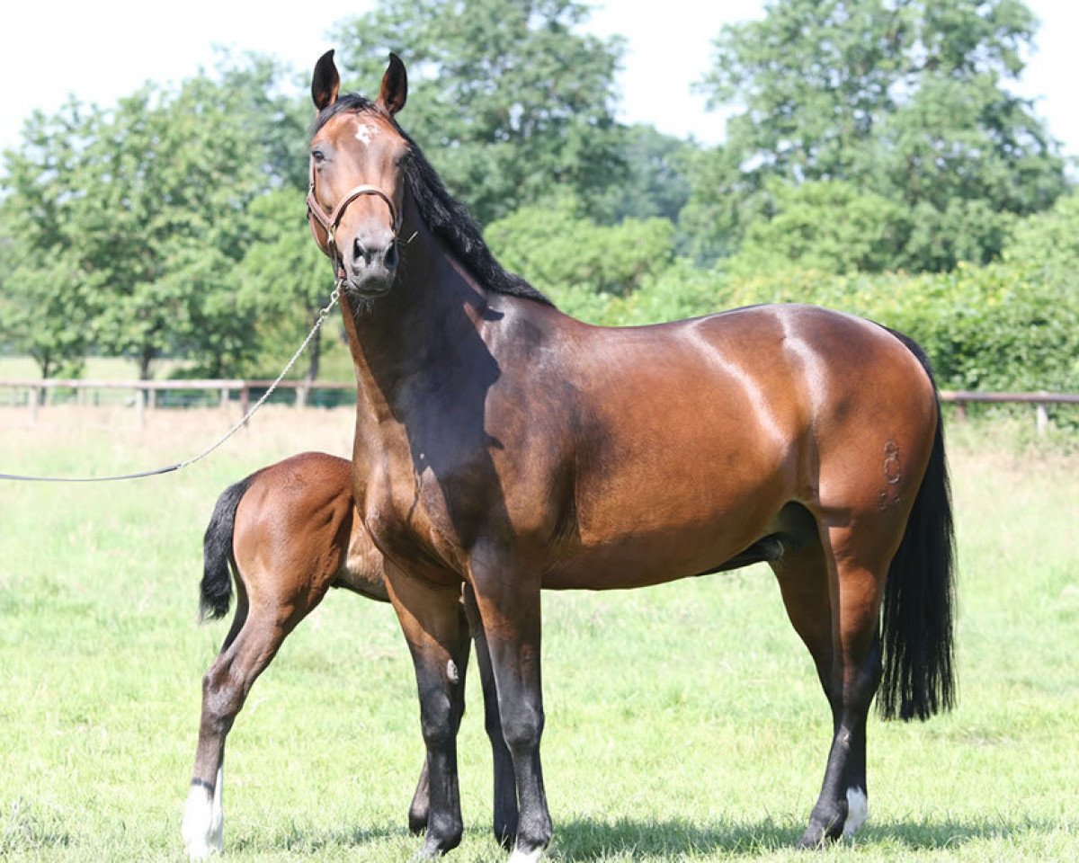 broodmare Chimena (Oldenburg, 2006, from Contendro I)